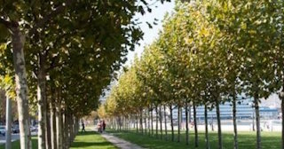Профессиональная посадка деревьев и кустарников в Троицке в октябре